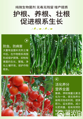 土傳病害的綠色克星 復合微生物菌劑與抗重茬生物有機肥的研發與應用