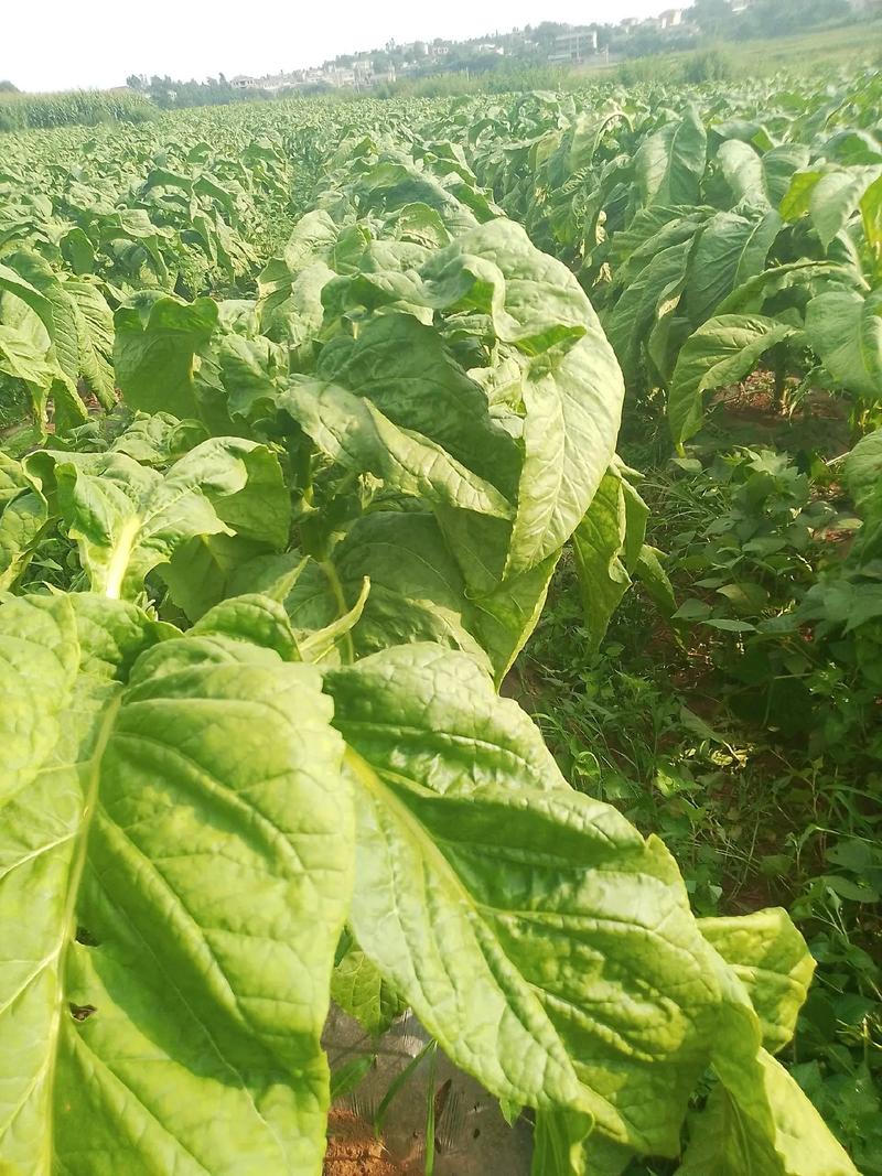 煤炭降價好消息，煙農朋友抓緊時機備貨烤煙煤！